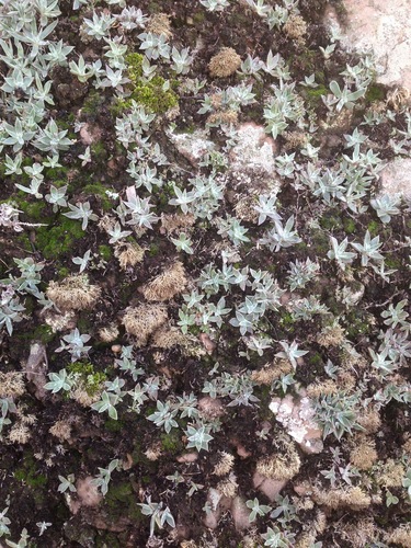 Dudleya verityi