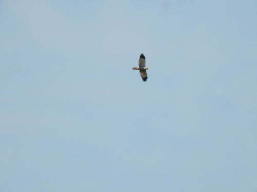 Dark Chanting-Goshawk
