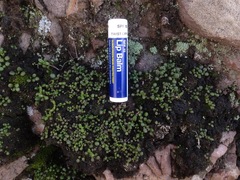 Dudleya blochmaniae blochmaniae