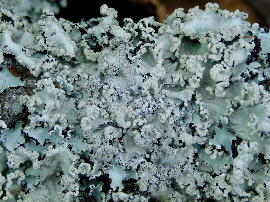 Parmotrema diffractaicum