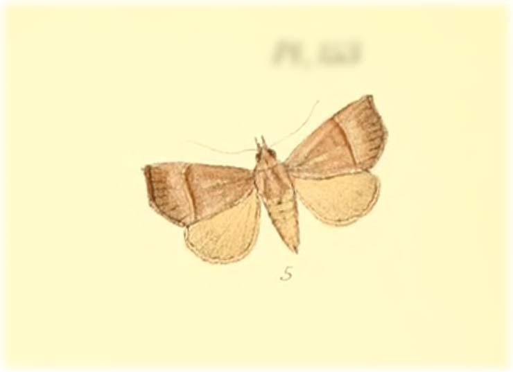 Thalatta precedens
