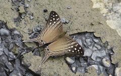 Marpesia merops