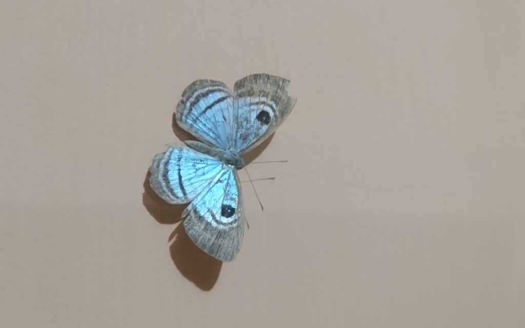 Mesosemia coelestis
