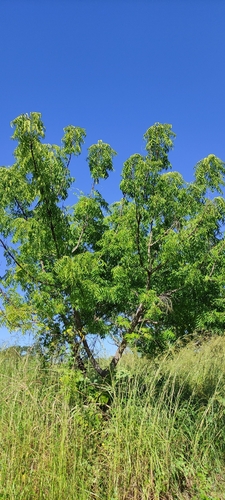 Azadirachta indica - Flowers
