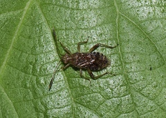 Rhopalus sapporensis