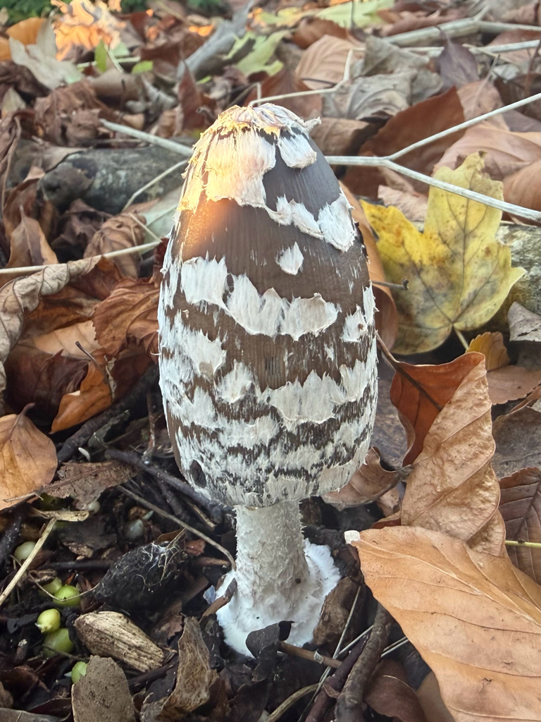 Coprinopsis picacea · November 2025 · photo: © hh525 (iNaturalist, cc-by)