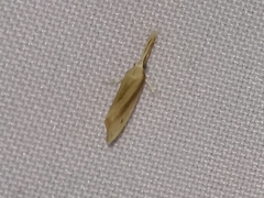 Schoenobiinae