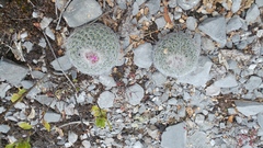 Rapicactus beguinii