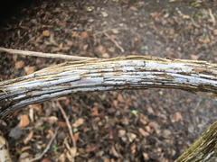 Litschauerella clematidis