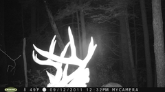 Odocoileus virginianus virginianus