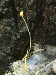 Mycena oregonensis
