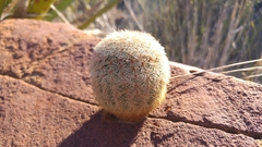 Echinocereus pectinatus pectinatus