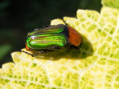 Leucocelis amethystina