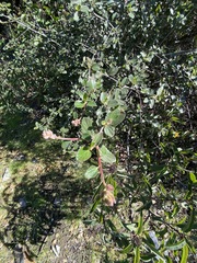 Ceanothus tomentosus olivaceus