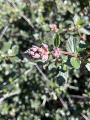 Ceanothus tomentosus olivaceus