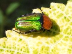 Leucocelis amethystina