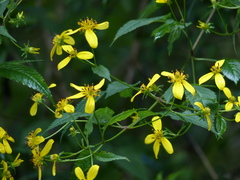 Bidens reptans