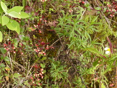 Lopezia hirsuta