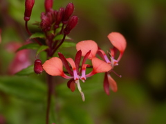 Lopezia hirsuta
