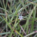 Wiry Blue-eyed Grass - Photo (c) Colleen M Simpson, some rights reserved (CC BY-NC)
