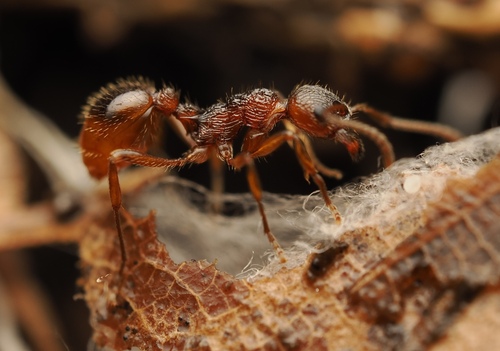 Woodland Red Ant, photo 5 of 10