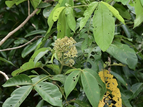 Vitex pinnata
