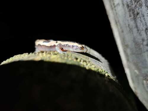 Salvin's Salamander, Bolitoglossa salvinii