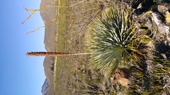 Dasylirion cedrosanum