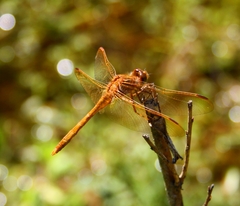 Sympetrum uniforme