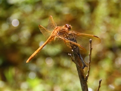 Sympetrum uniforme