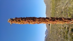 Dasylirion cedrosanum