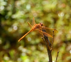 Sympetrum uniforme