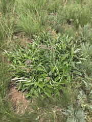 Helichrysum krebsianum