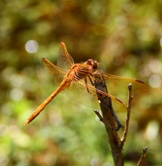 Sympetrum uniforme