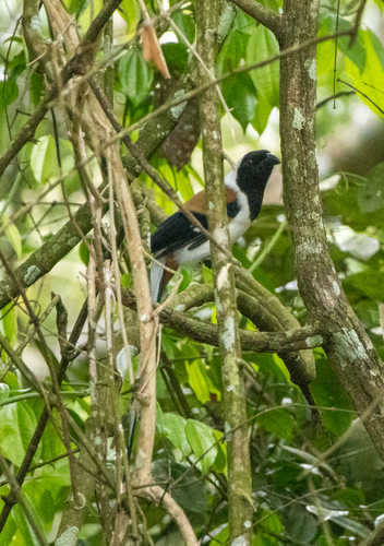 White-bellied Treepie (Dendrocitta leucogastra), photo 8
