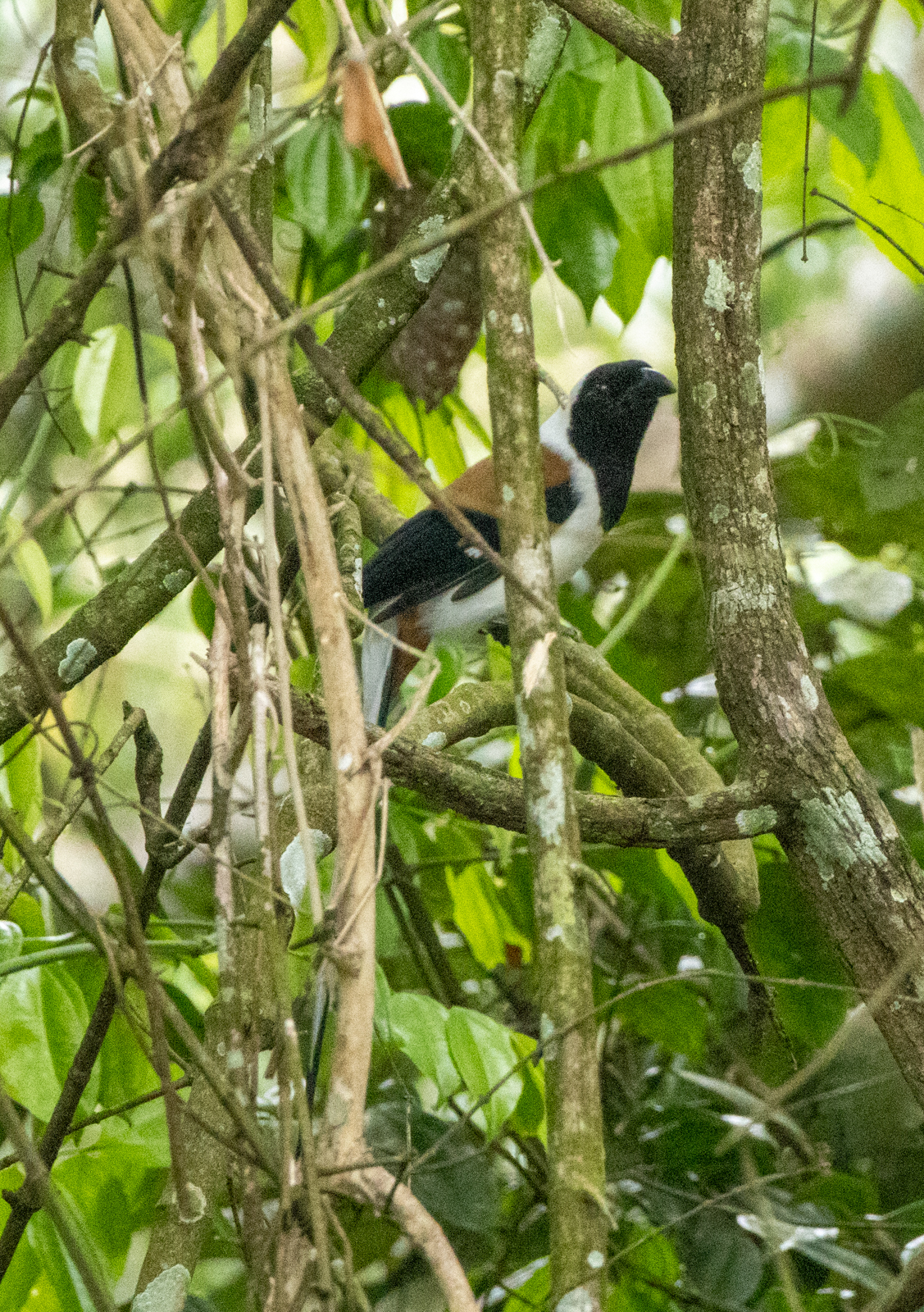 White-bellied Treepie (Dendrocitta leucogastra), photo 7