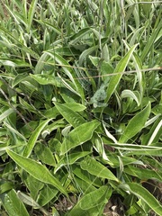 Helichrysum krebsianum