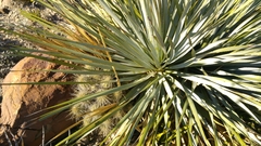 Dasylirion cedrosanum