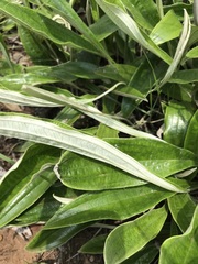Helichrysum krebsianum