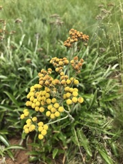 Helichrysum krebsianum