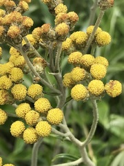 Helichrysum krebsianum