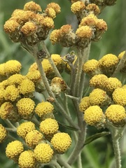 Helichrysum krebsianum