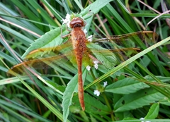 Sympetrum uniforme