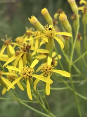 Senecio pentactinus