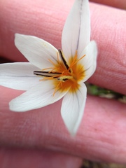 Crocus hyemalis