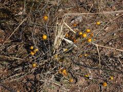 Solanum elaeagnifolium