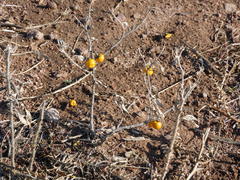 Solanum elaeagnifolium