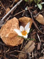 Crocus hyemalis