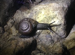 Helminthoglypta traskii