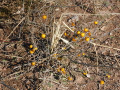Solanum elaeagnifolium